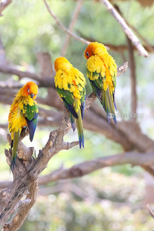 三个太阳conure (Aratinga solstitialis)的图像，鹦鹉栖息在树枝上在阳光下，重点在前景